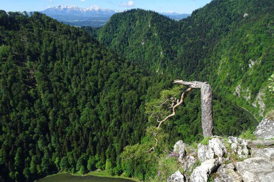 Pieniny, widok z Sokolicy
