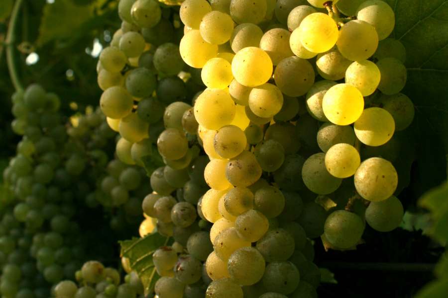 Winnica Podkarpacie białe winogrona