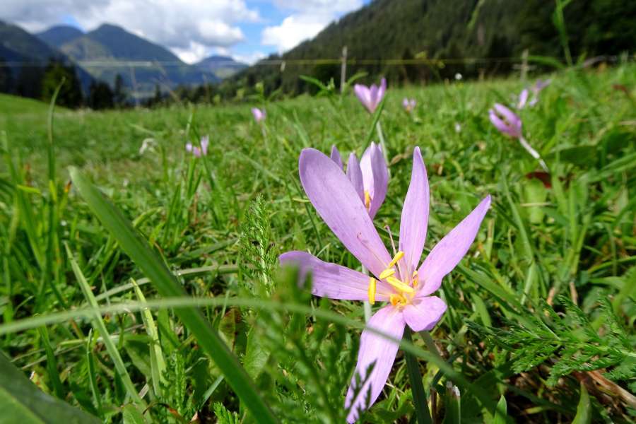 Alpejska łąka, Austria